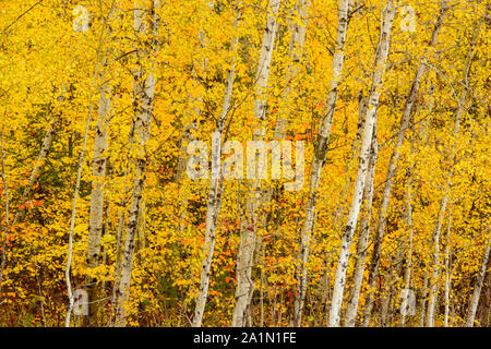 Herbst aspen und Birke, in der Nähe von Espanola, Ontario, Kanada Stockfoto