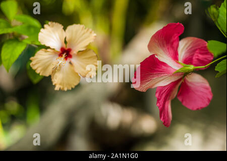 Tropische Blumen Blüte Orchidee Blumen Bouquet Stockfoto