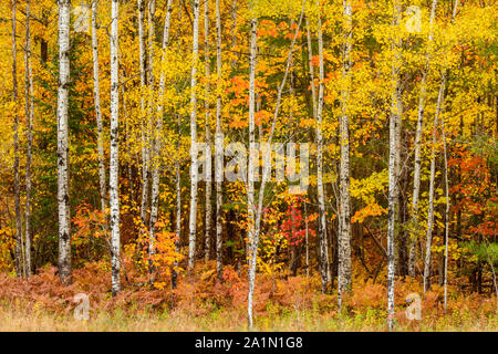 Herbst Wald, in der Nähe von Espanola, Ontario, Kanada Stockfoto