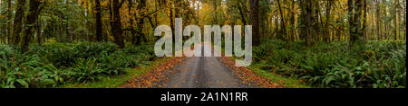 Schmutz der Straße im Regenwald im Herbst Panorama Stockfoto