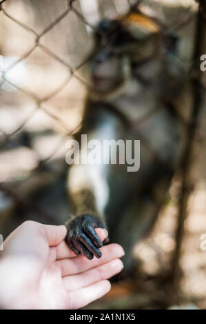 Affe schaut durch die Bars Stockfoto