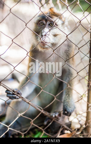 Affe schaut durch die Bars Stockfoto