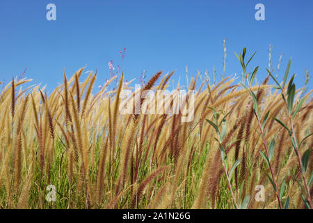 Schönheit in der Natur Gräser und Blumen Stockfoto