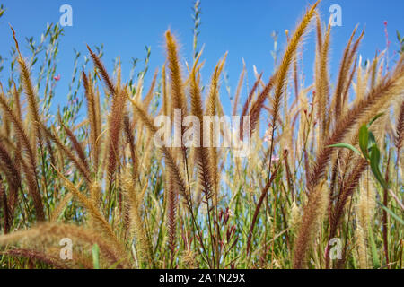 Schönheit in der Natur Gräser und Blumen Stockfoto