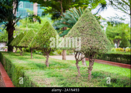 Vietnamesische Bäume im Park. Vietnam Stockfoto