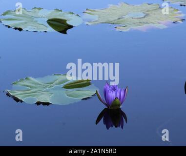 Lila Seerose an der International Water Lily Garden in San Angelo, Texas, USA Stockfoto