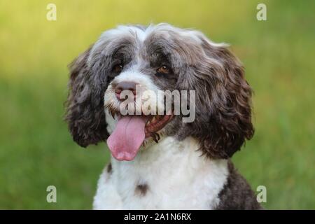 Das Porträt eines braunen und weißen portugiesischen Wasserhund keuchend schließen bis auf den Kopf und Schultern außerhalb im Herbst Stockfoto