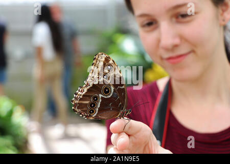 Junge Frau, die einen Schmetterling der Rieseneule am Finger hält Stockfoto