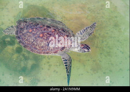 Meeresschildkröte schwimmt im Aquarium. Blick von oben Stockfoto