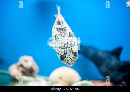 Stachelschweinenfisch am Aquarium auf dem blauen Hintergrund Stockfoto