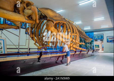 NHA TRANG, VIETNAM - 16. JANUAR 2017 EIN Walskelett im Nationalen Ozeanographischen Museum von . Die bietet interessante Exponate lokalen Meeresleben Stockfoto