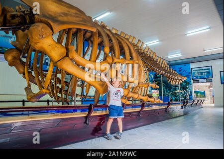 NHA TRANG, VIETNAM - 16. JANUAR 2017 EIN Walskelett im Nationalen Ozeanographischen Museum von . Die bietet interessante Exponate lokalen Meeresleben Stockfoto