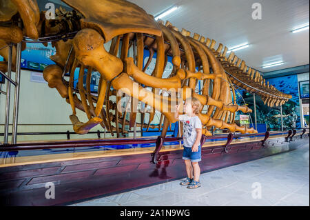 NHA TRANG, VIETNAM - 16. JANUAR 2017 EIN Walskelett im Nationalen Ozeanographischen Museum von . Die bietet interessante Exponate lokalen Meeresleben Stockfoto