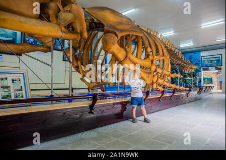 NHA TRANG, VIETNAM - 16. JANUAR 2017 EIN Walskelett im Nationalen Ozeanographischen Museum von . Die bietet interessante Exponate lokalen Meeresleben Stockfoto