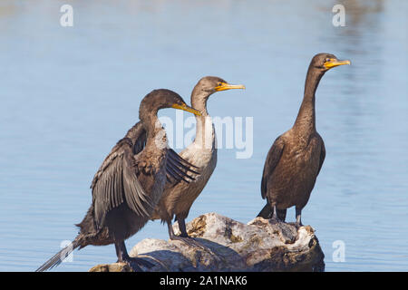 Doppelte crested Kormorane Stockfoto