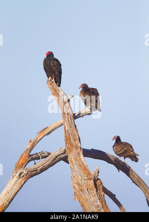 Marmorierte Godwits Stockfoto