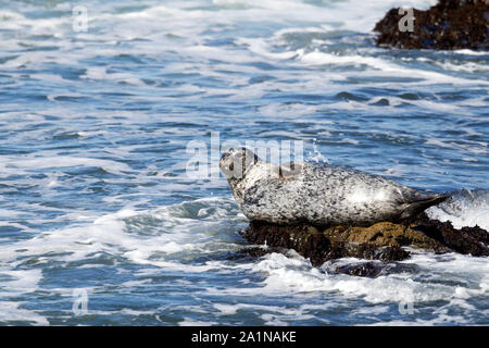 Weiße Hafen Dichtung mitgeführt und auf Felsen im Ozean Stockfoto