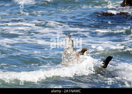 Weiße Hafen Dichtung mitgeführt und auf Felsen im Ozean Stockfoto