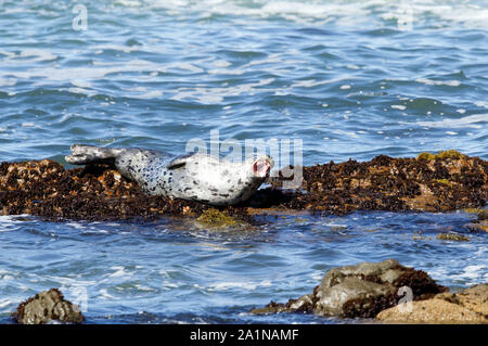 Weiße Hafen Dichtung mitgeführt und auf Felsen im Ozean Stockfoto