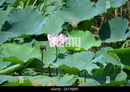 Erkunden und bewundern Sie lihu in Wuxi, China Stockfoto