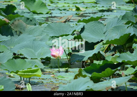 Erkunden und bewundern Sie lihu in Wuxi, China Stockfoto