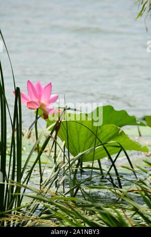 Erkunden und bewundern Sie lihu in Wuxi, China Stockfoto