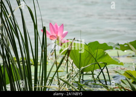 Erkunden und bewundern Sie lihu in Wuxi, China Stockfoto