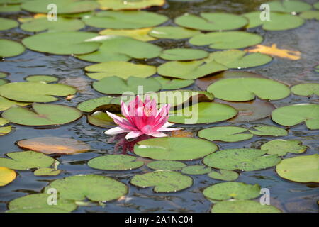 Erkunden und bewundern Sie lihu in Wuxi, China Stockfoto