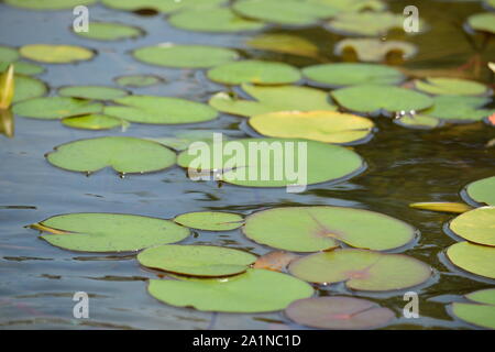 Erkunden und bewundern Sie lihu in Wuxi, China Stockfoto