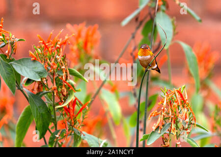 Ein erwachsenes Männchen Allens Kolibri mit einem hellen, irisierend orange-rote gorget sitzt auf einem grünen Zweig von farbenfrohen orange Blumen umgeben Stockfoto