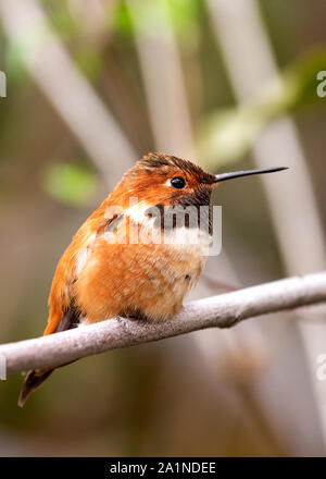 Einen erwachsenen Mann Allen's Hummingbird thront auf einem Zweig von Schlaf mit Fluffed Federn aufwacht, Hintergrund ist unscharf Stockfoto