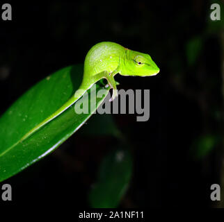 Kleine grüne Perinet Chameleon (Calumma gastrotaenia) auf Blatt Regenwald bei Nacht, Parc Mitsinjo, Andasibe, Madagaskar Stockfoto
