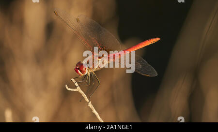 Rot geäderten darter Dragonfly Sympetrum fonscolombii Stockfoto