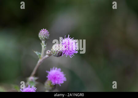 Mariendistel silybum Marianum, Blüte, aus Südeuropa bis nach Asien, mit einer geringen Tiefenschärfe Stockfoto
