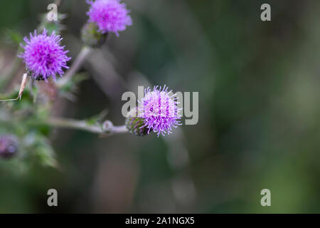 Mariendistel silybum Marianum, Blüte, aus Südeuropa bis nach Asien, mit einer geringen Tiefenschärfe Stockfoto
