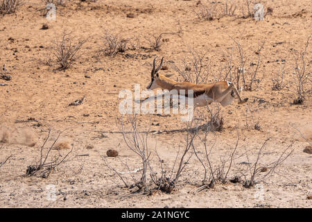 Springbock Laufen und Springen in der Luft, Weg Sprinten in Etosha National Park, Namibia Stockfoto