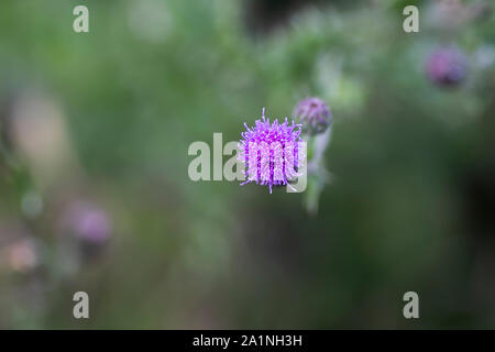 Mariendistel silybum Marianum, Blüte, aus Südeuropa bis nach Asien, mit einer geringen Tiefenschärfe Stockfoto
