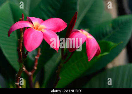 Schöne Plumeria rubra Linn Anlage Stockfoto