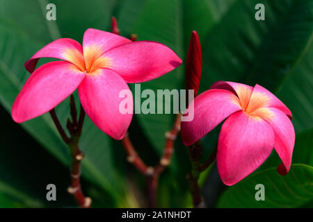 Schöne Plumeria rubra Linn Anlage Stockfoto