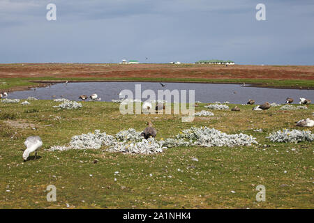 Teich- und Berggebiete Gänse Chloephaga picta Sea Lion Island Falkland Inseln Stockfoto