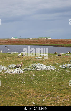 Teich- und Berggebiete Gänse Chloephaga picta Sea Lion Island Falkland Inseln Stockfoto