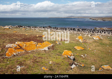 Imperial shag Leucocarbo atriceps und Rockhopper penguin Eudyptes chrysocome Tamar Halbinsel Pebble Island Falkland Inseln Stockfoto