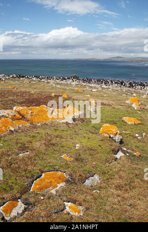 Imperial shag Leucocarbo atriceps und Rockhopper penguin Eudyptes chrysocome Tamar Halbinsel Pebble Island Falkland Inseln Stockfoto