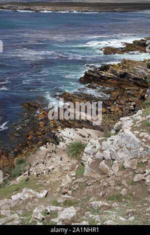 Rockhopper penguin Eudyptes chrysocome Gruppe Klettern Klippen in der Nähe der Kolonie Tamar Halbinsel Falkland Inseln Stockfoto