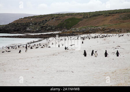 Gentoo Pinguin Pygoscelis papua und Spheniscus magellanicus Magellanic penguin Gruppen auf Leopard Beach Karkasse Island Falkland Inseln Stockfoto