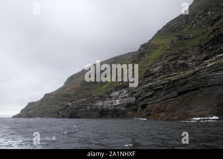 Schwarz der tiefsten Albatross Thalassarche melanophrys Kolonie West Point Island Falkland Inseln Stockfoto