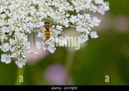 Hoverfly ruht auf einem flowerhead, Rutland Water, Leicestershire, England, UK. Stockfoto