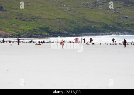 Amerikanische fotografische Gruppe mit Spheniscus magellanicus Magellanic Penguin und King penguin Aptenodytes patagonicus den Hals Saunders Island Falkland Stockfoto