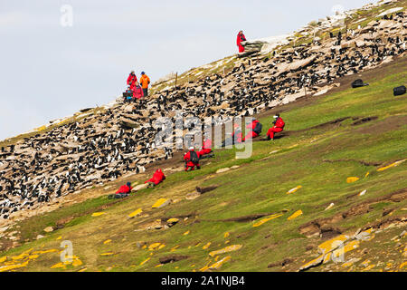 Amerikanische fotografische Gruppe mit Rockhopper penguin Eudyptes chrysocome und Imperial shag Phalacrocorax albiventer atriceps Kolonien der Hals Saunders Stockfoto