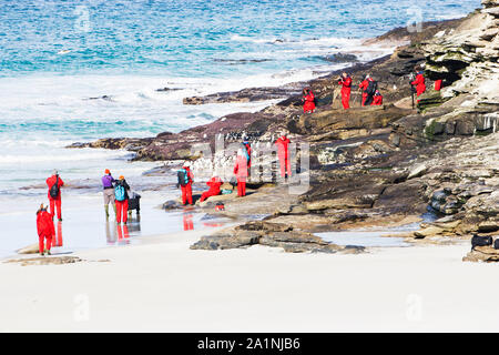 Amerikanische fotografische Gruppe fotografieren Rockhopper Eudyptes chrysocome Pinguine aus dem Meer der Hals Saunders Island Falkland Inseln Stockfoto